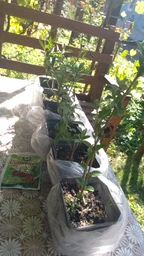 Саженцы Бирючины обыкновенной (Ligustrum vulgare)