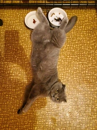 Сухой корм для кошек Royal Canin British Shorthair 400 г (Британская короткошерстная) фото от покупателей 7