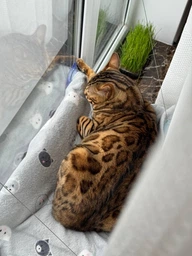 Подвесная лежанка - гамак для кошек Window Mounted Cat Bed