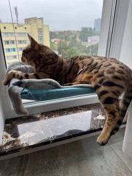 Подвесная лежанка - гамак для кошек Window Mounted Cat Bed фото от покупателей 1