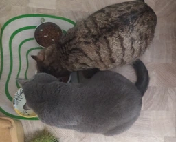 Вологий корм Purina Cat Chow для кошенят з індичкою та цукіні, ніжні шматочки в желе 78шт*85г