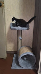 Дряпка для кота Мур-Мяу Лео 40х40х71 см для кішок у джутовій мотузці Коричнево-бежевий фото від покупців 2
