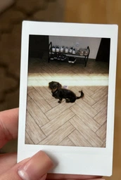 Фотоплівка/фотопапір для камери Fujifilm Instax Mini Color film 60 аркушів/фотографій (3 упаковки по 20 = 6 картриджів по 10 знімків) для 12, 11, LiPlay, Evo, Link2, 40, 90, 9 (Японія) фото від покупців 1