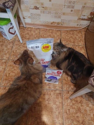 Сухой корм Royal Canin Sterilised 37 - для кастрированных кошек и стерилизованных кошек, 4 кг (2537040) фото от покупателей 10
