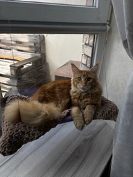 Подвесная лежанка - гамак для кошек Window Mounted Cat Bed