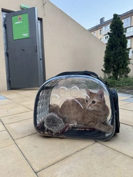 Сумка переноска mini Pet прозора для домашніх тварин (кішок, собак, кроликів і ін.) (Код: IBH010B) фото від покупців 1