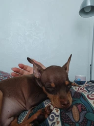 Вітамінний комплекс Canina Canhydrox GAG для собак при проблемах з суглобами та м_язами 100 г 60 табл. фото від покупців 2