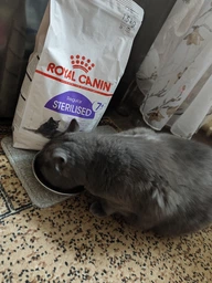 Сухой корм Royal Canin STERILISED 7+ для стареющих стерилизованных кошек 1.5 кг (3182550784566) фото от покупателей 7
