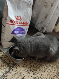 Сухой корм Royal Canin STERILISED 7+ для стареющих стерилизованных кошек 1.5 кг (3182550784566) фото от покупателей 6