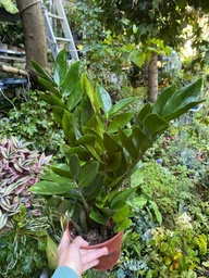 Замиокулькас (Zamioculcas, Долларовое дерево), 50-60см, объем горшка 3л (RG147-2)