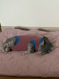 Попона комбинезон после стерилизации операции для кошек и котов Style Pets M фото от покупателей 9