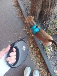 Поводок-рулетка для собак WAUDOG R-leash с контейнером для пакетов светоотражающая лента M до 20 кг 5 м Черный (26281Collar)