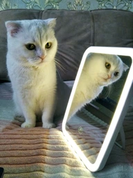 Дзеркало для макіяжу акумуляторне безпровідне 3 режими Smart LED Makeup Mirror косметичне настільне з LED підсвіткою у ванну кімнату біле фото від покупців 19