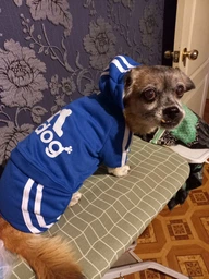 Костюм спортивный для собак Adidog Синий XL