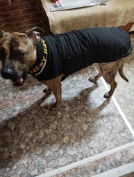 Пуховик Noble Pet Bobby Black B4129/6XL (B4129/6XL) фото від покупців 1