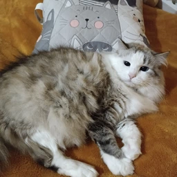 Подушка декоративная Руно Grey Cat антиаллергенное волокно 40х40 см (Р311.52_Grey Cat) фото от покупателей 2