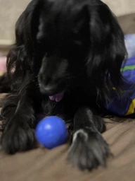 Інтерактивний стрибучий мʼяч Smart Bouncing Ball для собак і котів. фото від покупців 2
