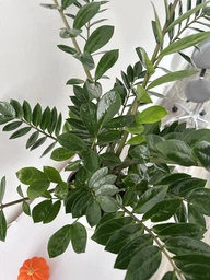 Поліроль для рослин Perfect Plant 750 мл фото від покупців 5