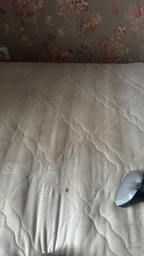 Мийний пилосос-плямовивідник Rowenta Clean It IN5020F0
