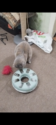 Іграшка для котів трек ігровий з мишкою Trixie Crazy Circle 24*29 см фото від покупців 7