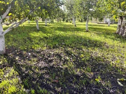 Жито озиме 10кг (55-10) фото от покупателей 5