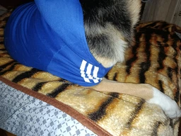 Толстовка для собак Adidog 2XL Синий фото от покупателей 11