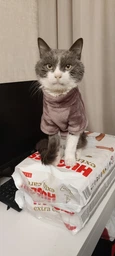 Флисовая кофта для котов (кошек) Бархат S Голубой