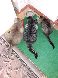 Сухой корм для взрослых кошек Purina Cat Chow Adult с уткой 15 кг