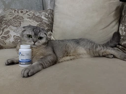 Витамины и минералы Vet Expert VetoSkin Small breed&cat Нутрицевтическая добавка для поддержания здоровья кожи и качества шерсти у кошек и собак малых пород 60 капс (208940)