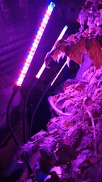 Фитолампа USB для роста растений на 3 лампы, светодиодная LED фито лампа на прищепке светильник для комнатных цветов и рассады фото от покупателей 12