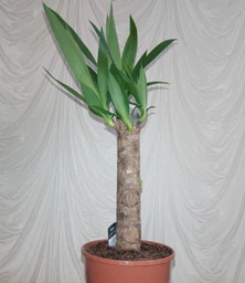 Растение в горшке Юкка Yucca фото от покупателей 5