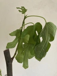 Саженцы инжира Киевский крупноплодный (large-fruited) - ремонтантный, самоплодный, крупноплодный