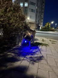 Фонарик для собак и кошек WAUDOG LED в силиконовом чехле, светящийся USB диаметр 37 мм (8882Collar) фото от покупателей 7