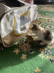 Сумка переноска для кота кошки котенка собаки до 8 кг с сетчатым окошком голубая 46х30х30 см (002298) фото от покупателей 2