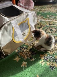 Сумка переноска для кота кошки котенка собаки до 8 кг с сетчатым окошком голубая 46х30х30 см (002298) фото от покупателей 1