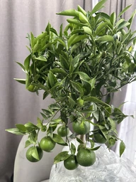 Мандарин комнатный citrus margarita