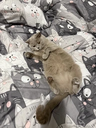 Ковдра Руно зимова двоспальна 172x205 см антиалергенне волокно Grey Cat (Р316.52СЛУ_Grey Cat)