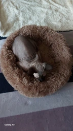 Лежанка лежак для кошек и собак средних и мелких пород пушистая овальная для животных VMHouse Пушистик Пончик универсальный плюшевый 60 см искусственный мех белый + в комплекте игрушка с перьями и колокольчиком (0042-0225) фото от покупателей 6