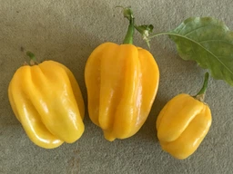 Семена перца Хабанеро (Habanero) желтый (yellow)