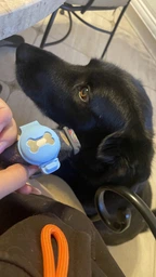 Чехол брелок для Apple AirTag на ошейник для собак AirTag case for dog Clip Blue Kayfovo ATB-1 фото от покупателей 1