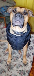 Курточка для собак Airy Vest ONE размер L 55 Салатовая (20745Collar) фото от покупателей 16