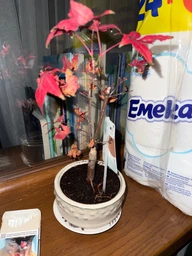Японський клен (Japanese maple) Bonsai Atropurpureum, 25-35 см, керамічний горщик (RG010)