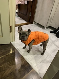 Курточка для собак Airy Vest ONE размер L 55 Салатовая (20745Collar) фото от покупателей 13