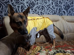 Дождевик для больших собак Графит 8XL Серо-желтый фото от покупателей 3