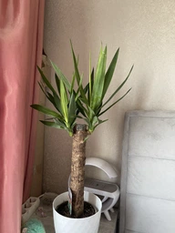Растение в горшке Юкка Yucca фото от покупателей 4