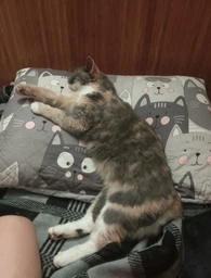 Подушка Руно Grey Cat антиаллергенное волокно 50х70 см (Р310.52СЛУ_Grey Cat) фото от покупателей 2