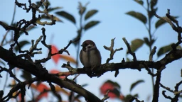 Фотоаппарат Canon PowerShot SX40 HS