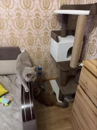 Ігровий комплекс когтеточка царапка з будиночком для кота Річард 135х60х40см біло коричньовий