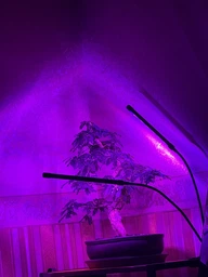 Светодиодная настольная фитолампа 2 LED светильника на управлении со сменой цвета и таймером
