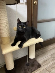 Когтеточка для кота дряпка Мур-Мяу Аккорд 44х30х87 см для кошек в сизалевой веревке Серо-синий фото от покупателей 10